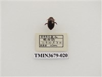 藏品(龍蝨、牙蟲)的圖片